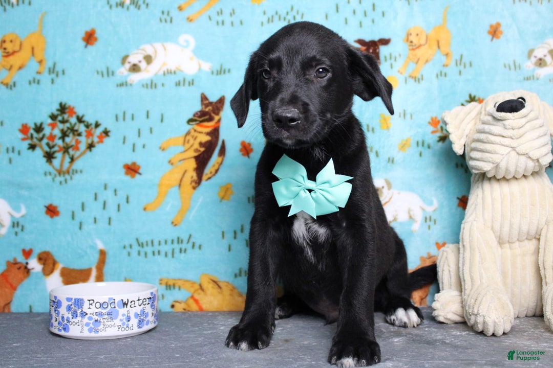 Labrador Retriever dogs for sale: Obsidian - Image 15
