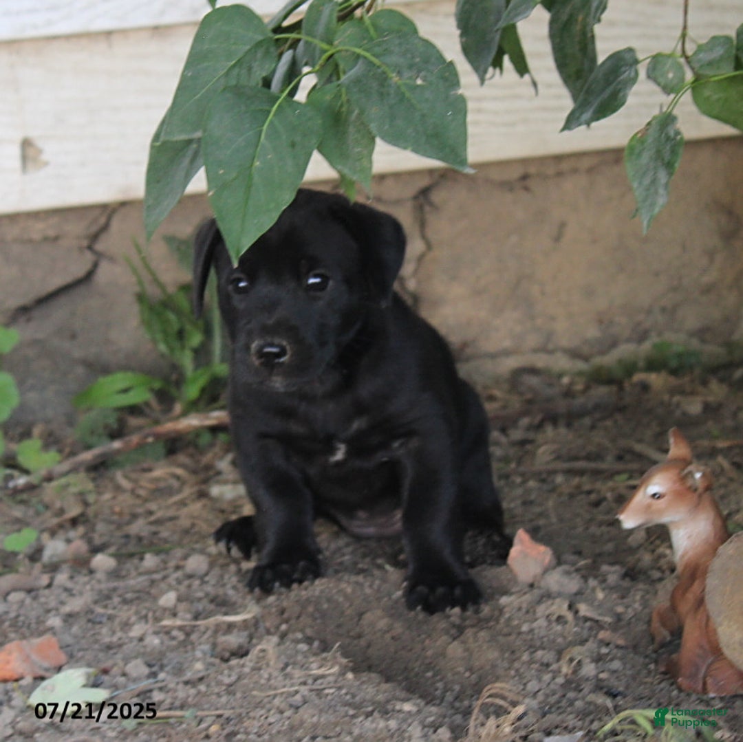 Labrador Retriever dogs for sale: Beauty - Image 1