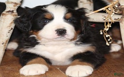 Bernese Mountain Dog dogs for sale: Kassy - Image 1