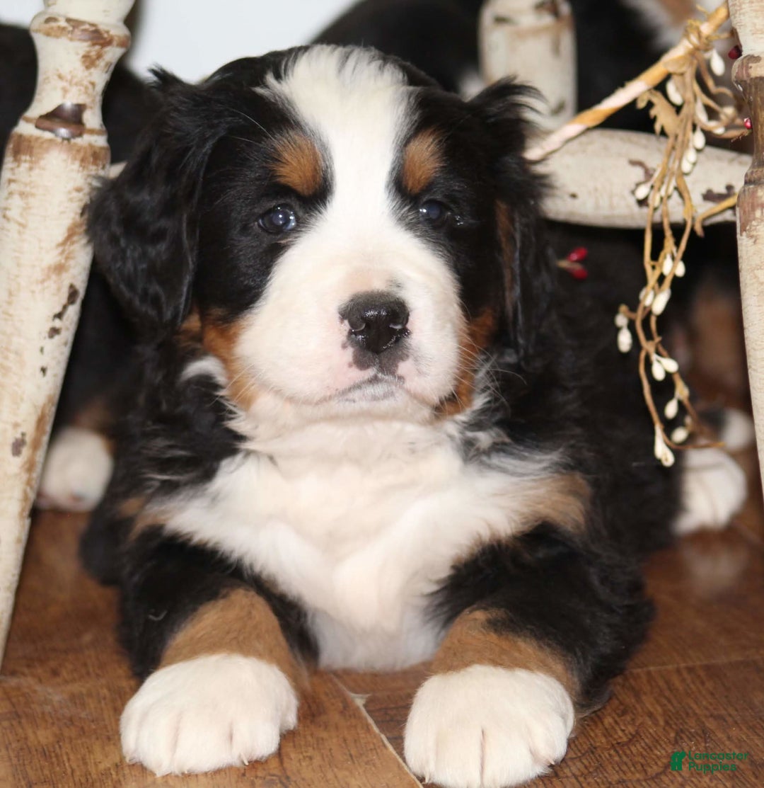 Bernese Mountain Dog dogs for sale: Kassy - Image 1