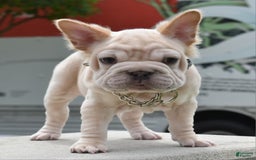 French Bulldog dogs for sale: Rayna Big Rope Velvet Fluffy - Image 58