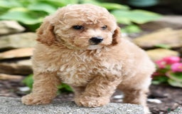 Toy Poodle dogs for sale: Tulip - Image 3