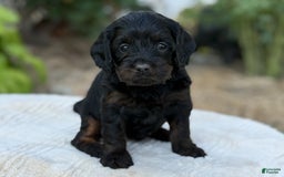 Cavapoo dogs for sale: Luna - Image 12