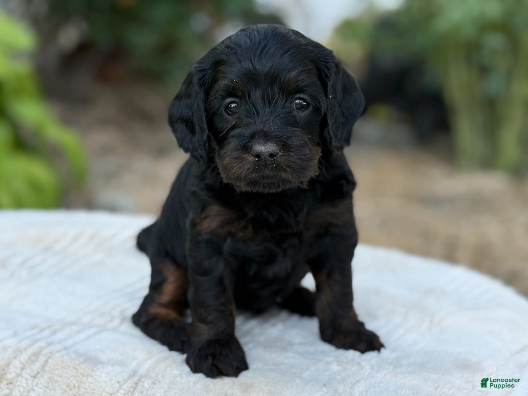 Cavapoo dogs for sale: Luna - Image 12