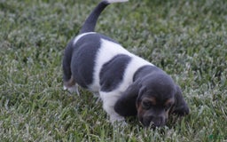 Basset Hound dogs for sale: Flo - Image 10