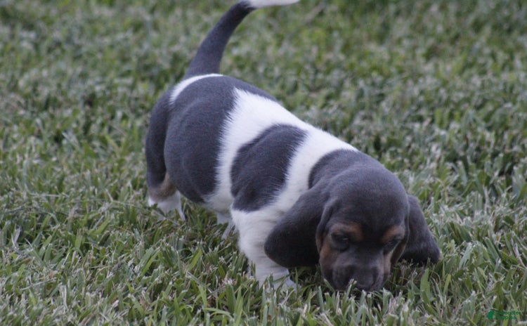 Basset Hound dogs - Advert 4