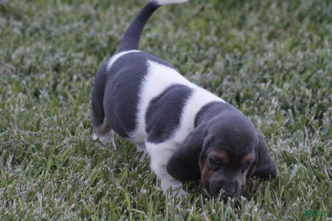 Basset Hound dogs for sale: Flo - Image 10