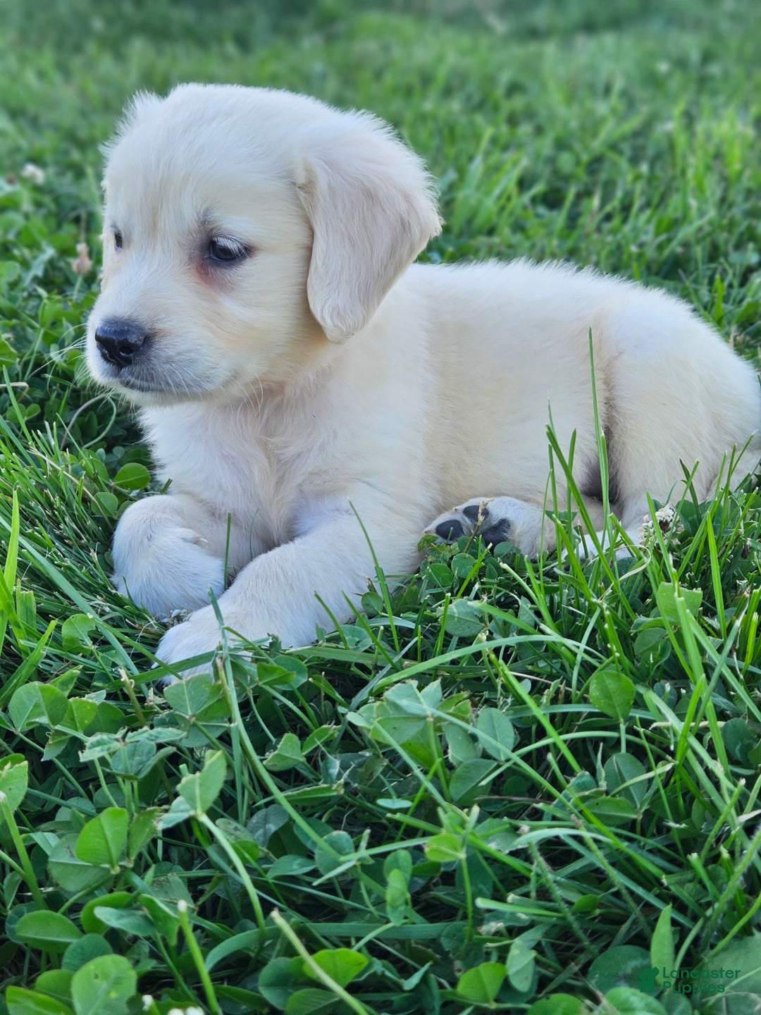 Golden Retriever dogs for sale: Golden Retriever 7 puppies - Image 3