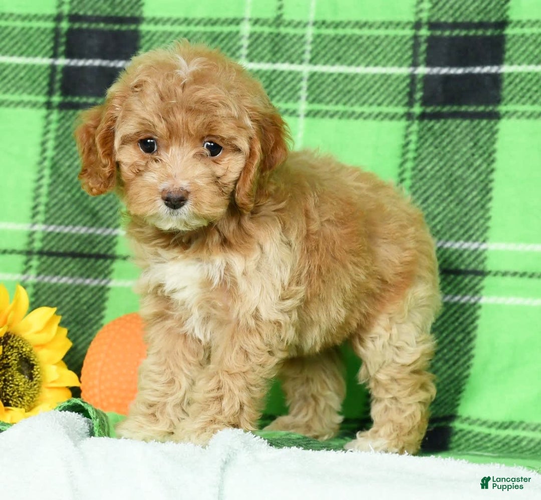 Cockapoo dogs for sale: Violet - Image 7