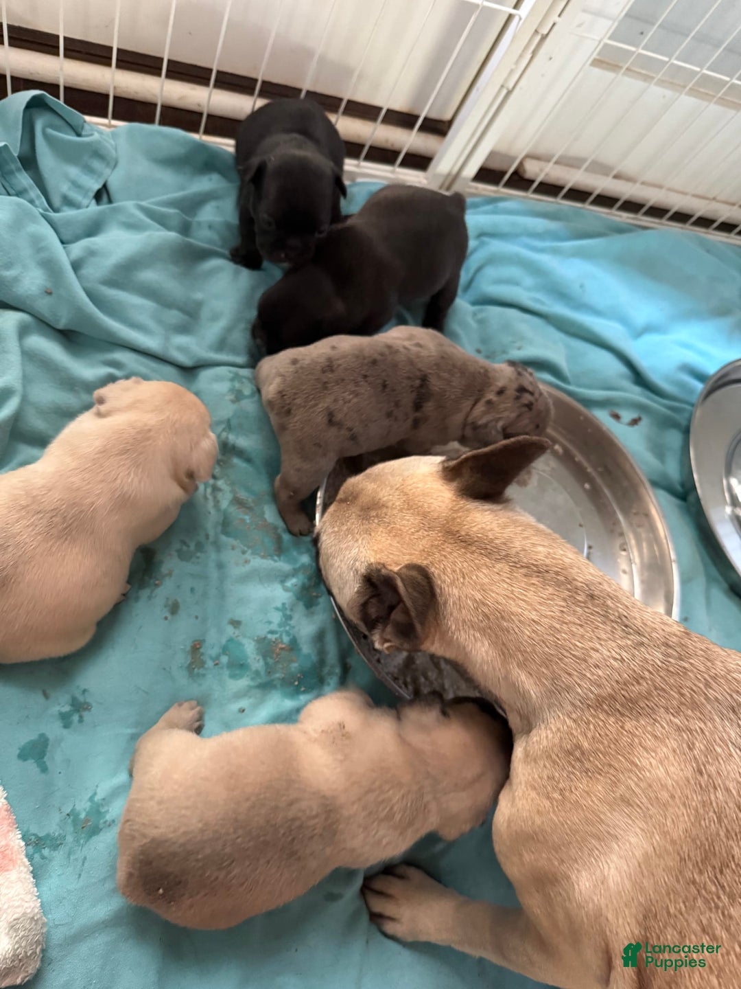 French Bulldog dogs for sale: Akc Cream Black Mask Spot - Image 9