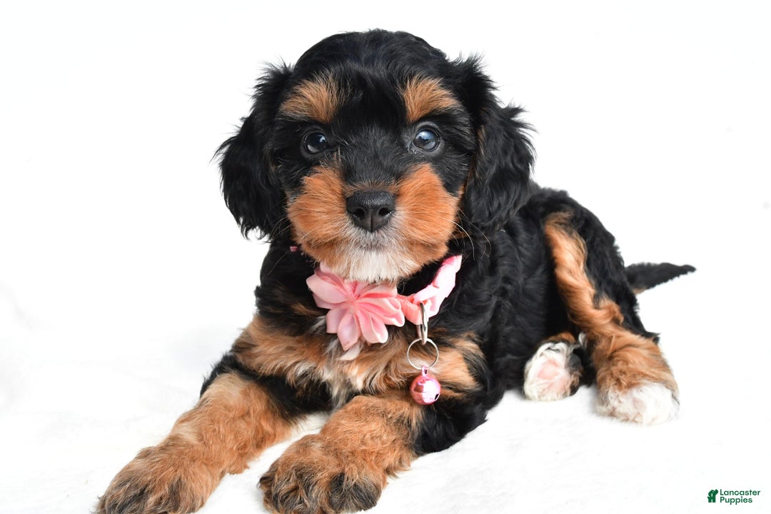 Cavapoo dogs for sale: Biff - Image 6