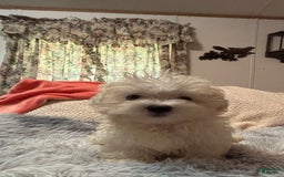 Maltese dogs for sale: BJ - Image 1