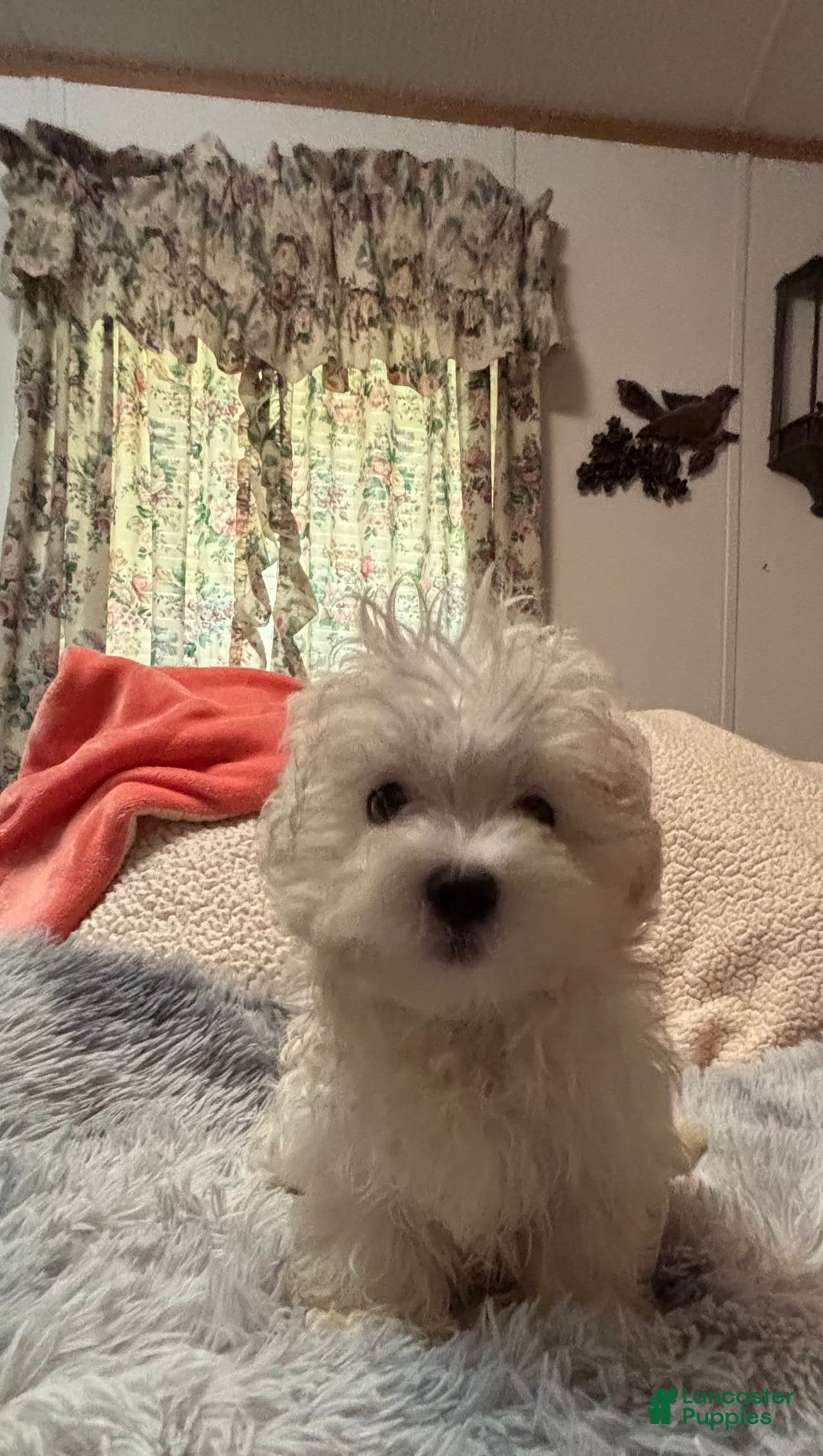 Maltese dogs for sale: BJ - Image 1