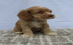 Cocker Spaniel dogs for sale: Sammy - Image 1
