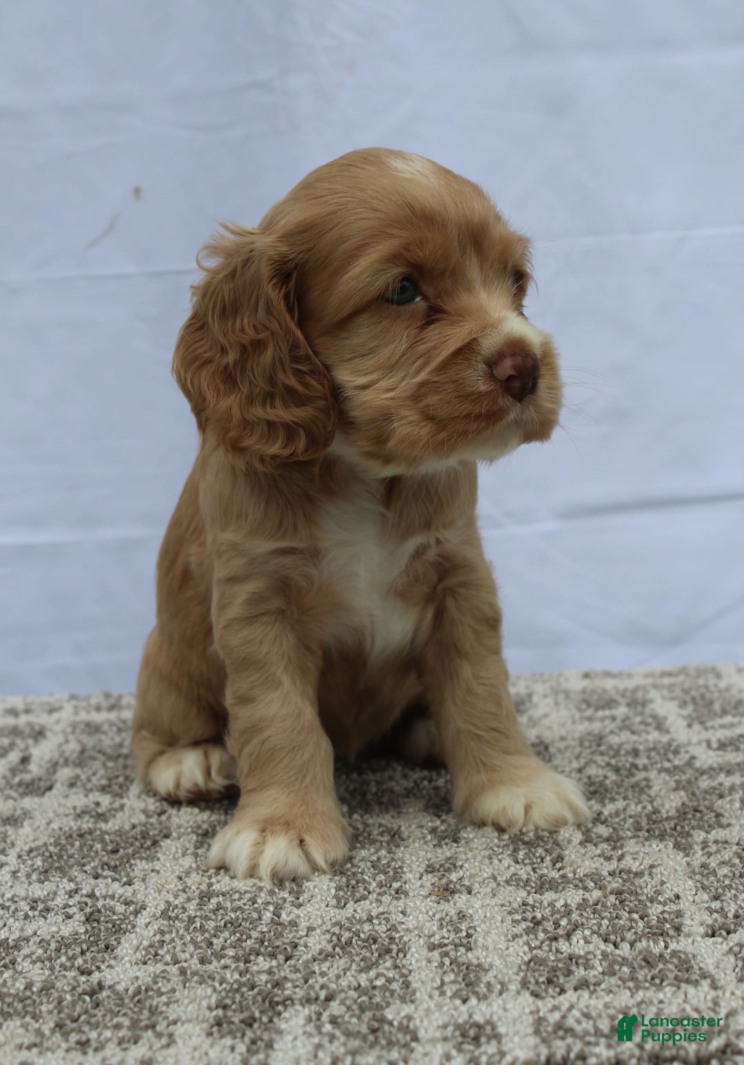 Cocker Spaniel dogs for sale: Sammy - Image 1