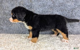 Bernese Mountain Dog dogs for sale: Bruno - Image 2