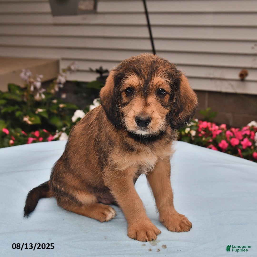 Goldador dogs for sale: Cooper - Image 2