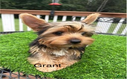 Yorkshire Terrier dogs for sale: Yorkshire Terrier 3 puppies - Image 2