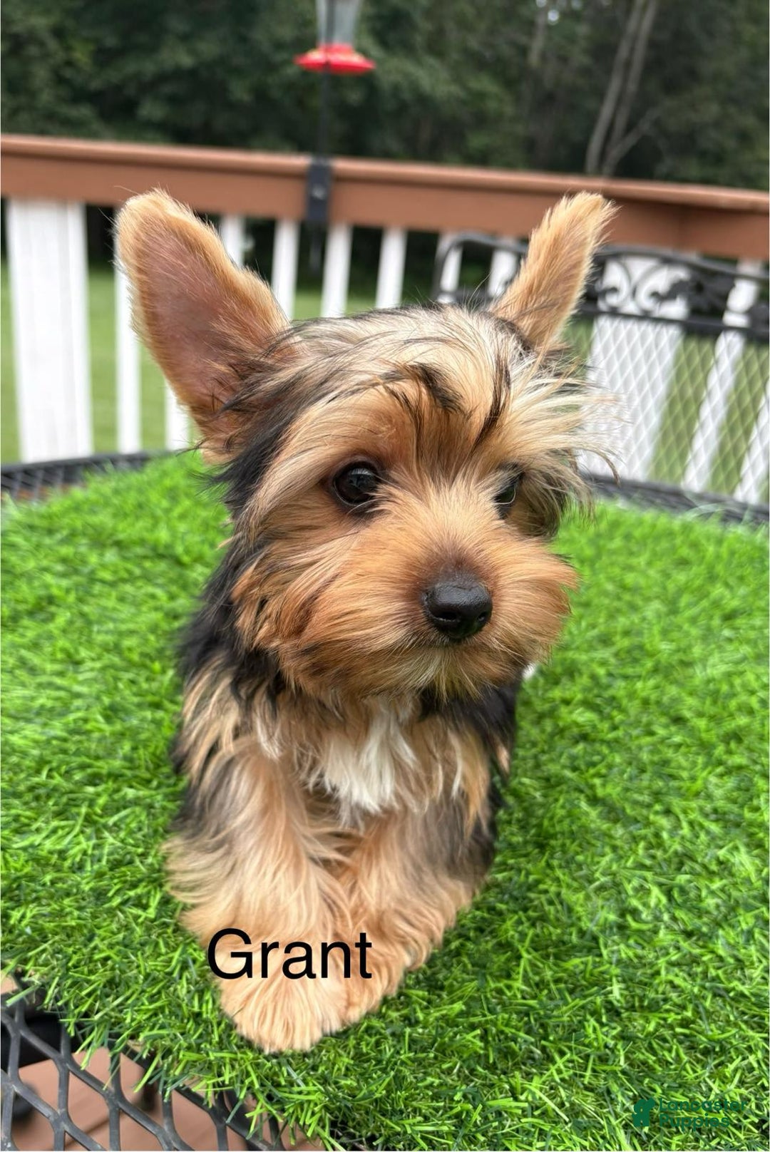 Yorkshire Terrier dogs for sale: Yorkshire Terrier 3 puppies - Image 2