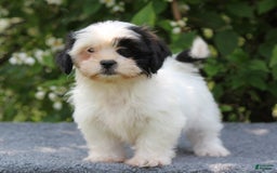 Shihpoo dogs for sale: Delta - Image 2