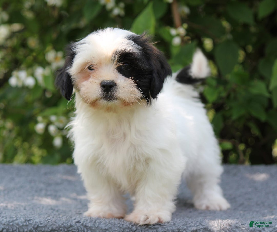 Shihpoo dogs for sale: Delta - Image 2