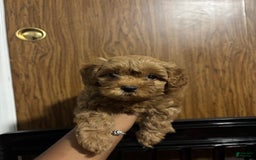 Cavapoo dogs for sale: Dixie - Image 4