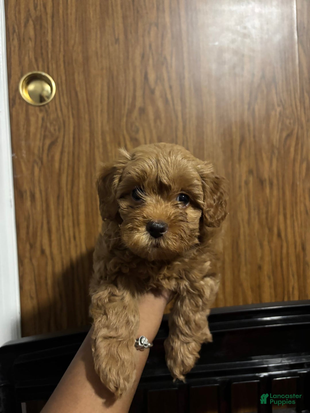 Cavapoo dogs for sale: Dixie - Image 4