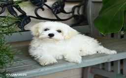 Maltese dogs for sale: Freya - Image 8