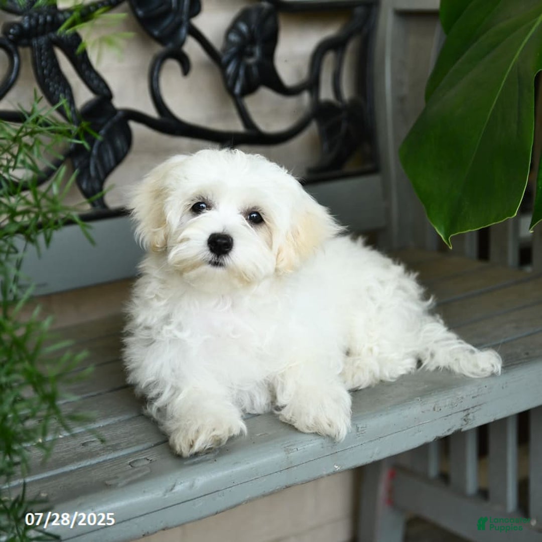 Maltese dogs for sale: Freya - Image 8