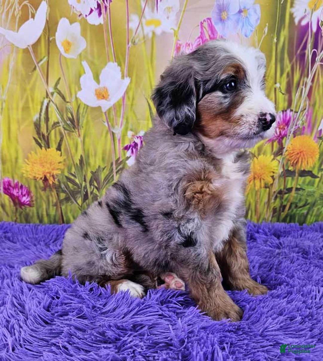 Mini Bernedoodle dogs for sale: Laker - Image 9