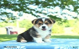 Welsh Corgi Pembroke dogs for sale: Max - Image 1