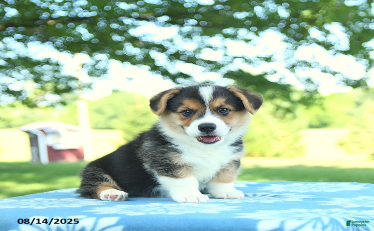 Welsh Corgi Pembroke dogs for sale - Ad 2