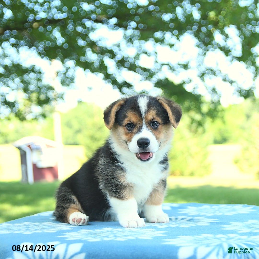 Welsh Corgi Pembroke dogs for sale: Max - Image 1