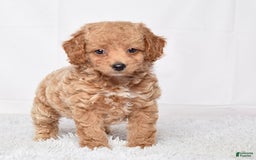 Mini Goldendoodle dogs for sale: Petite Ms. Nadia - Image 5