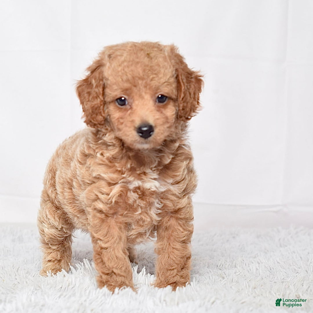 Mini Goldendoodle dogs for sale: Petite Ms. Nadia - Image 5