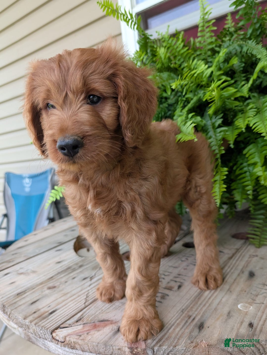 Goldendoodle dogs for sale: Ben - Image 8