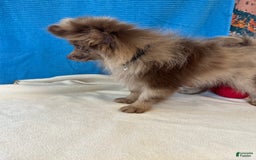 Pomeranian dogs for sale: Dusty - Image 6