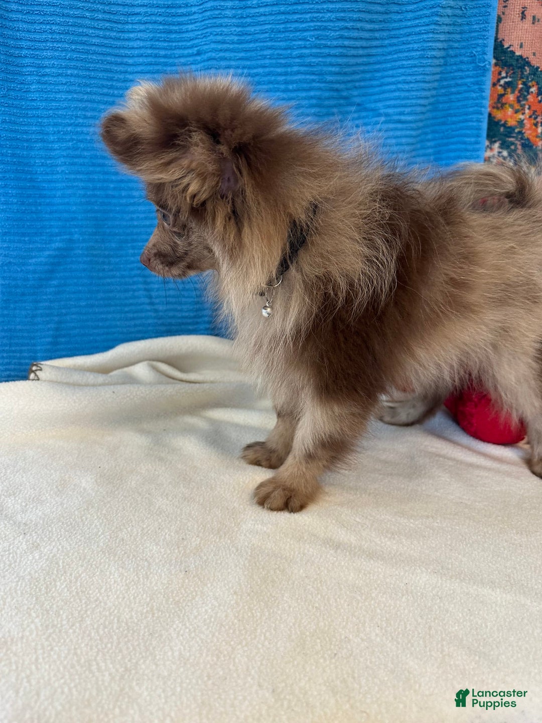 Pomeranian dogs for sale: Dusty - Image 6