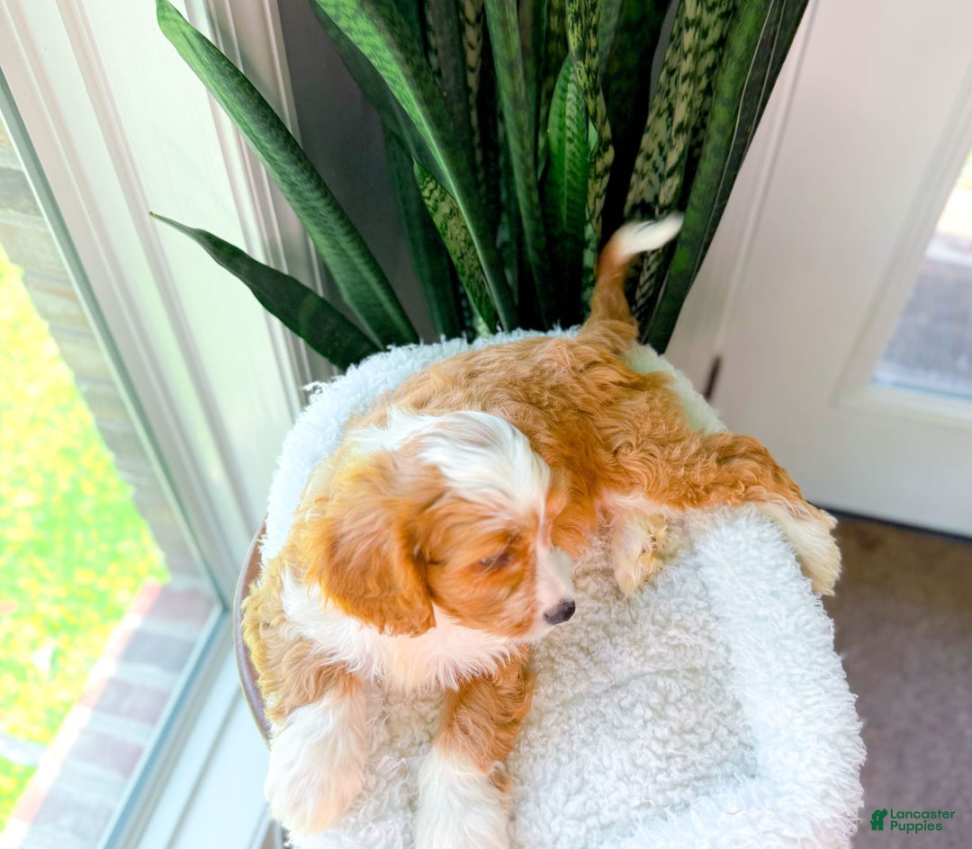 Cavapoo dogs for sale: Yahtzee - Image 1