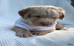 Labradoodle dogs for sale: Cinnamon - Image 7
