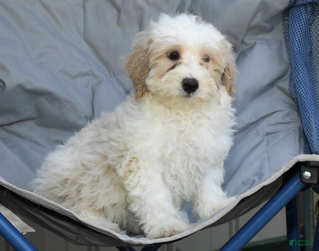 Maltipoo dogs for sale: Lola - Image 3
