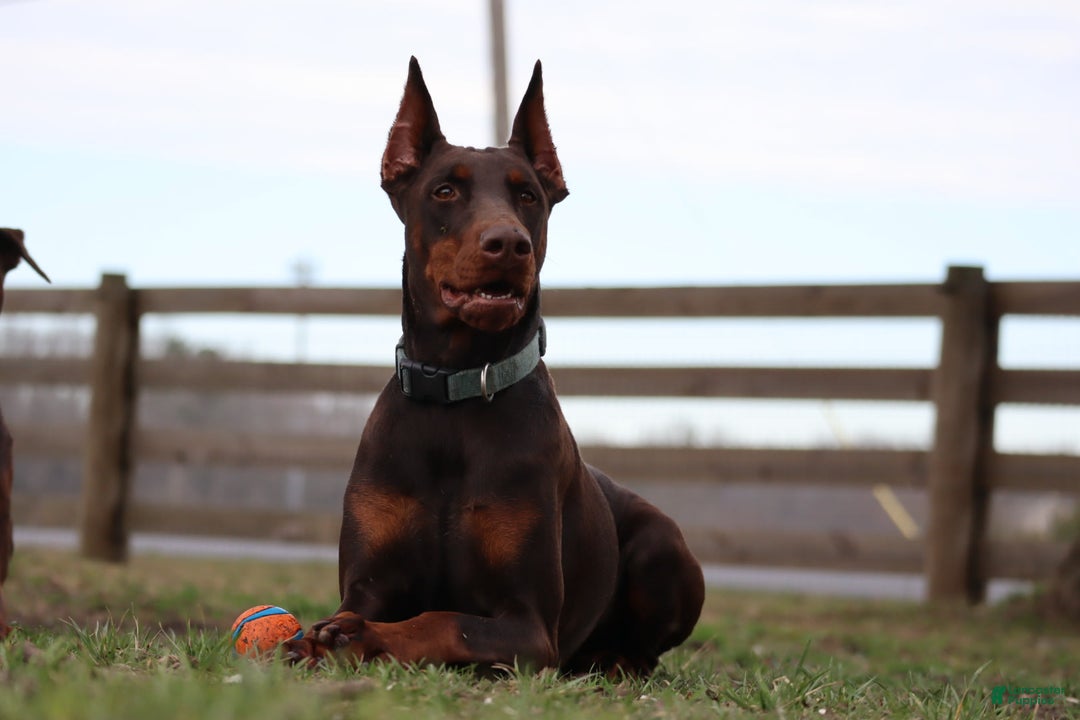 Doberman Pinscher dogs for sale: Storm - Image 11