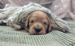 Cavapoo dogs for sale: Hera - Image 2