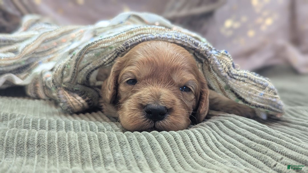 Cavapoo dogs for sale: Hera - Image 2