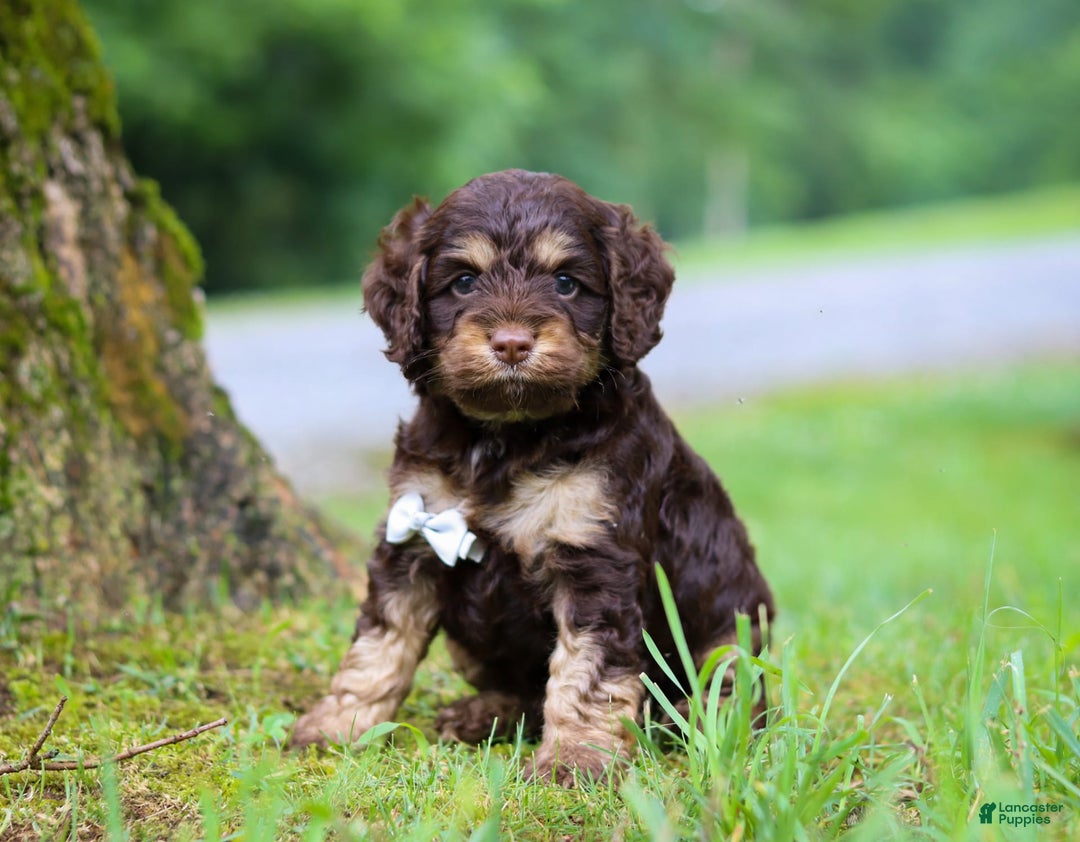 Cockapoo dogs for sale: Ace - Image 13