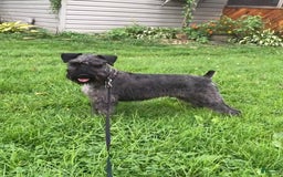 Miniature Schnauzer dogs for sale: Samson - Image 6
