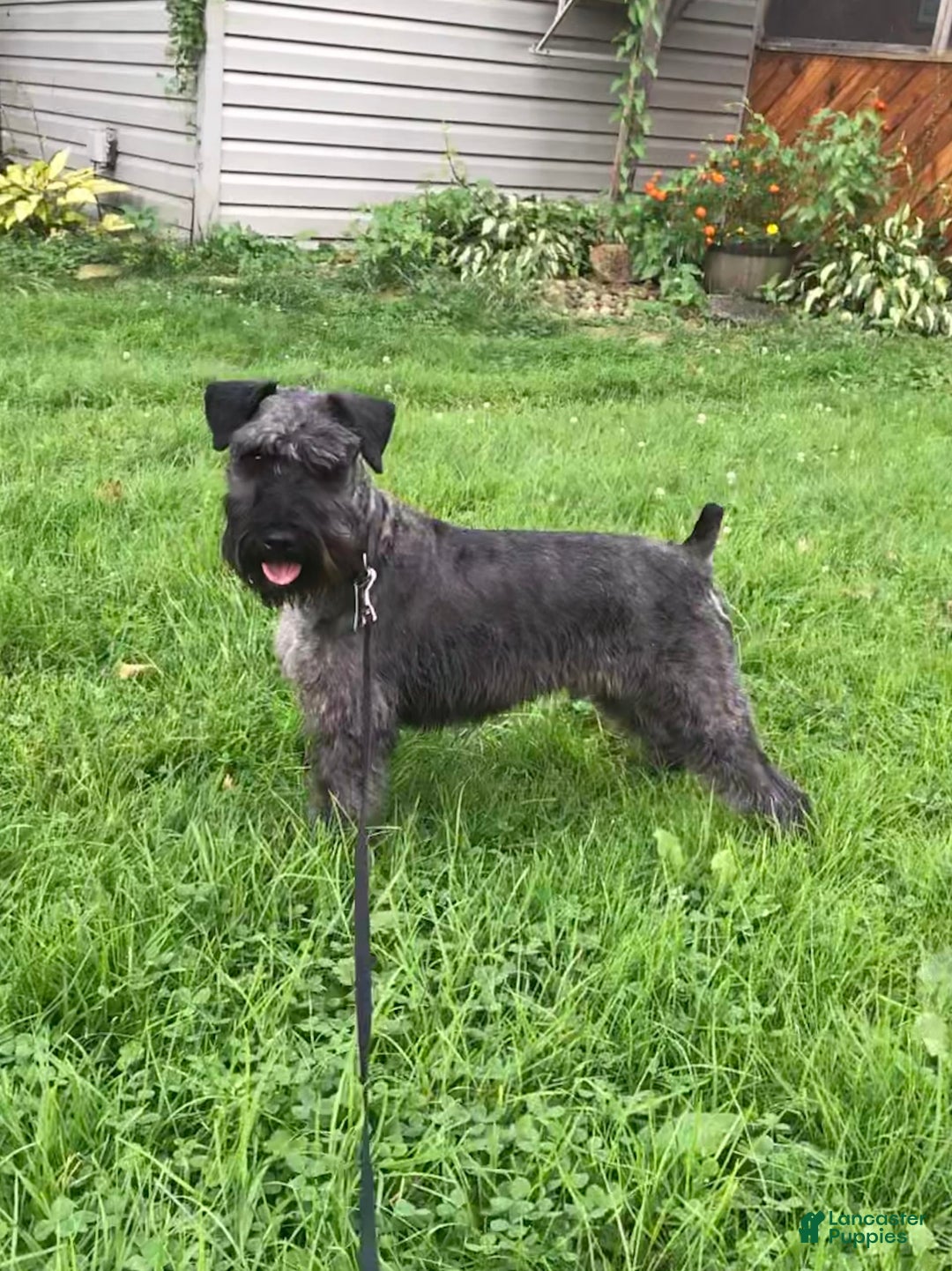 Miniature Schnauzer dogs for sale: Samson - Image 6