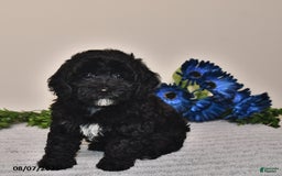 Miniature Poodle dogs for sale: Jane - Image 1