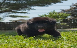 German Shepherd dogs for sale: Zara - Image 3
