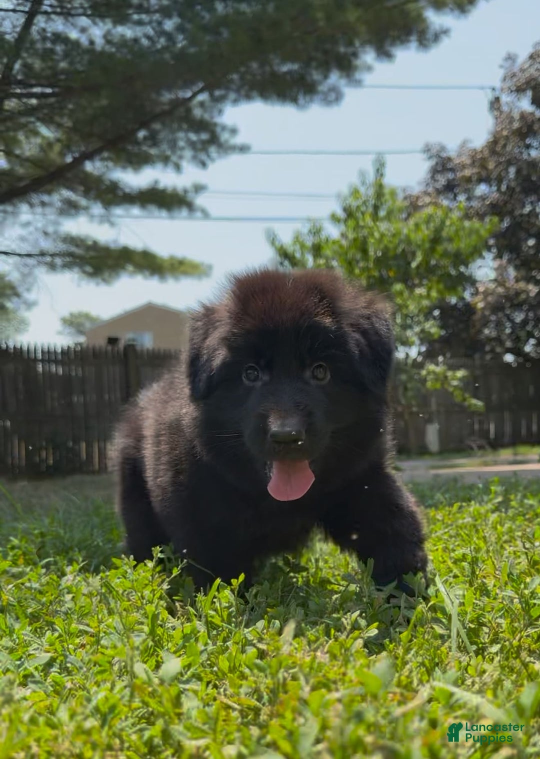 German Shepherd dogs for sale: Zara - Image 3
